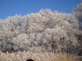 DSC06215